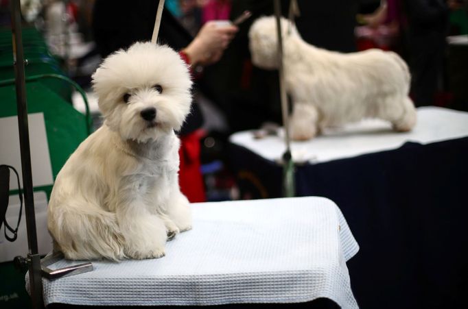 Crufts Dog Show (Birmingham)