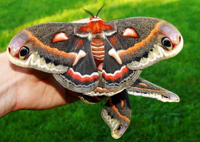 Můra Martináč cercopijský (Hyalophora cecropia)