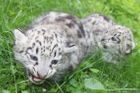 V jihlavské zoo se narodila dvojčata vzácného levharta