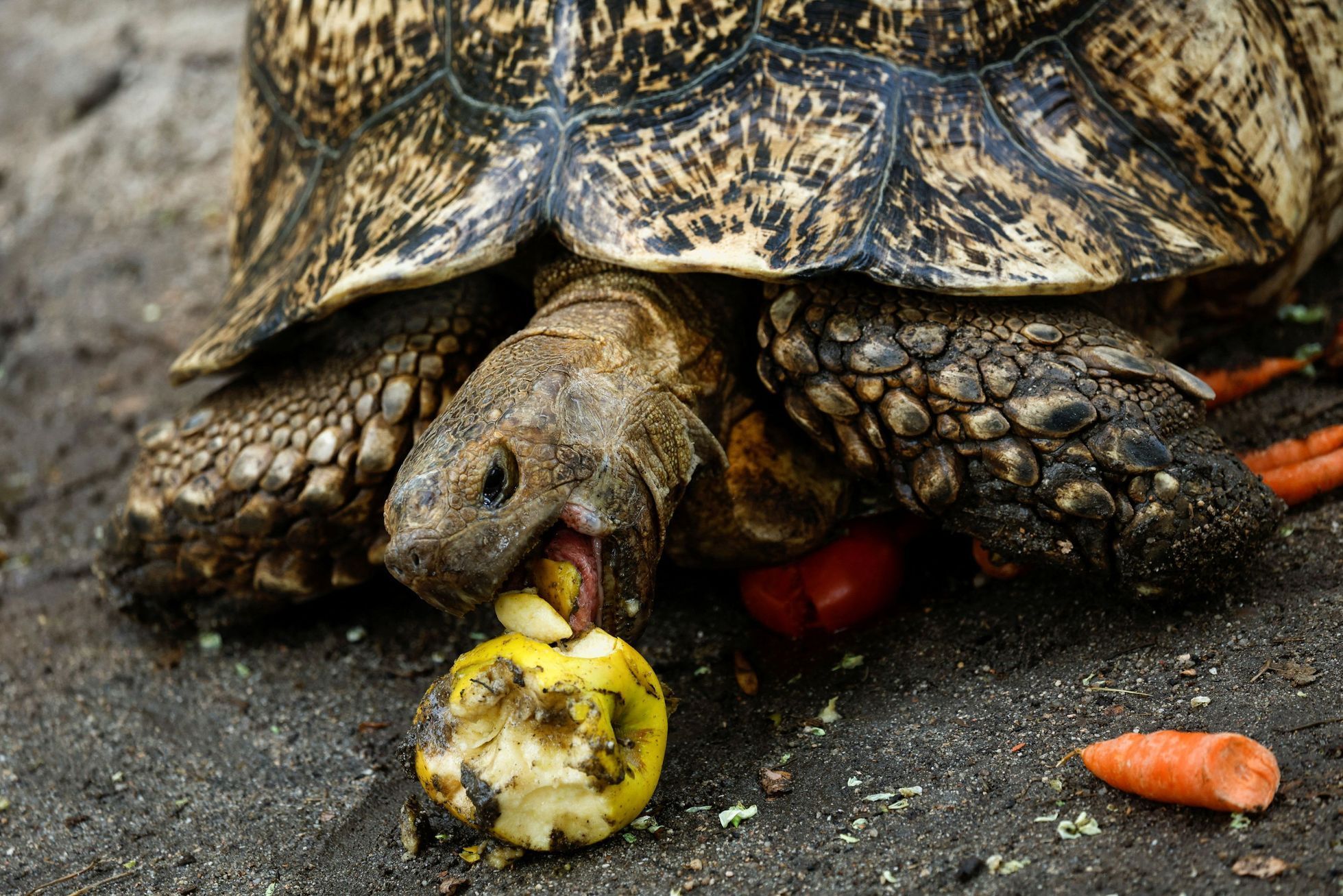 zoo vlny veder zvířata