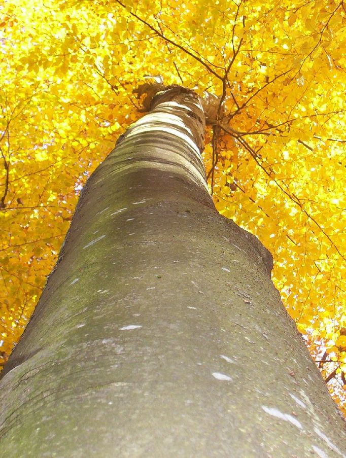 Bukové zlatolistí: vyfoceno poblíž Hamrů na Šumavě 29. 10. 2011. Cílem bylo zachytit mohutnost a krásu buku.