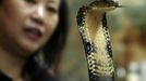 Snake soup shop owner Chow Ka-ling looks at a cobra in her shop in Hong Kong January 29, 2013. Chow is one of scores in Hong Kong who have through generations tamed snakes to make soup out of them, a traditional cuisine believed to be good for the health. Yet the people behind providing fresh snakes for the savoury meal thought to speed up the body's blood flow and keep it strong in the cold winter months may be doomed, with young people increasingly reluctant to take on a job they see as hard and dirty. Picture taken January 29, 2013. REUTERS/Bobby Yip (CHINA - Tags: ANIMALS SOCIETY FOOD) Published: Úno. 7, 2013, 2:01 odp.