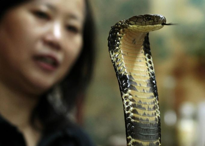 Snake soup shop owner Chow Ka-ling looks at a cobra in her shop in Hong Kong January 29, 2013. Chow is one of scores in Hong Kong who have through generations tamed snakes to make soup out of them, a traditional cuisine believed to be good for the health. Yet the people behind providing fresh snakes for the savoury meal thought to speed up the body's blood flow and keep it strong in the cold winter months may be doomed, with young people increasingly reluctant to take on a job they see as hard and dirty. Picture taken January 29, 2013. REUTERS/Bobby Yip (CHINA - Tags: ANIMALS SOCIETY FOOD) Published: Úno. 7, 2013, 2:01 odp.