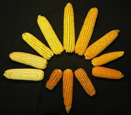 Kukuřice, ilustrační foto
