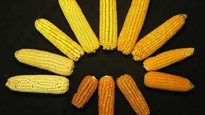 Jihoafrickou produkci kukuřice ohrožují klimatické změny.