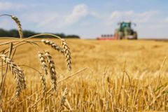 Ceny pšenice jsou tikající bomba. Kolaps ukrajinské produkce zasáhne Blízký východ
