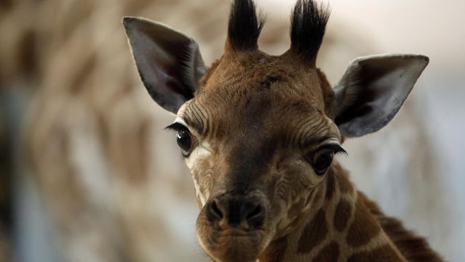 Reuters také ukázala mládě žirafy. Apolena se v zimě narodila v pražské ZOO.