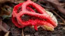 Mřížovka červená (Clathrus ruber)