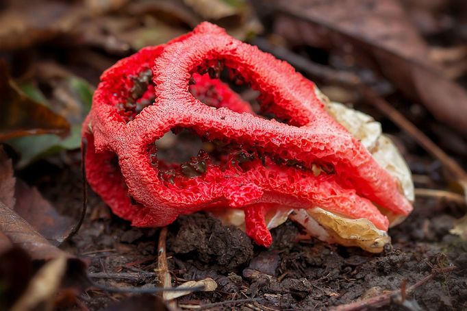 Mřížovka červená (Clathrus ruber)