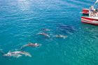 U francouzského pobřeží Atlantiku umírají delfíni ve velkém. Většina kvůli rybářům
