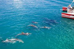 Japonci zahájili lov delfínů. Nahánějí je do mělkých vod, kde část zabíjejí na maso