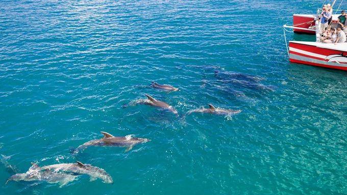 Delfíni u Nového Zélandu - ilustrační foto.