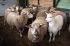 Týrání zvířat? Pomalované ovce poběží městem