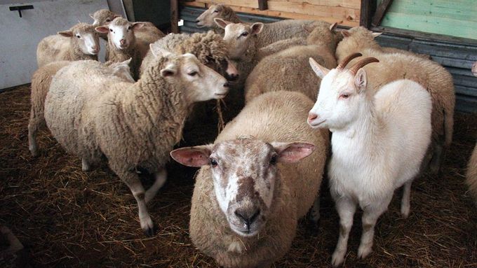 Nákaza postihuje především ovce a kozy.