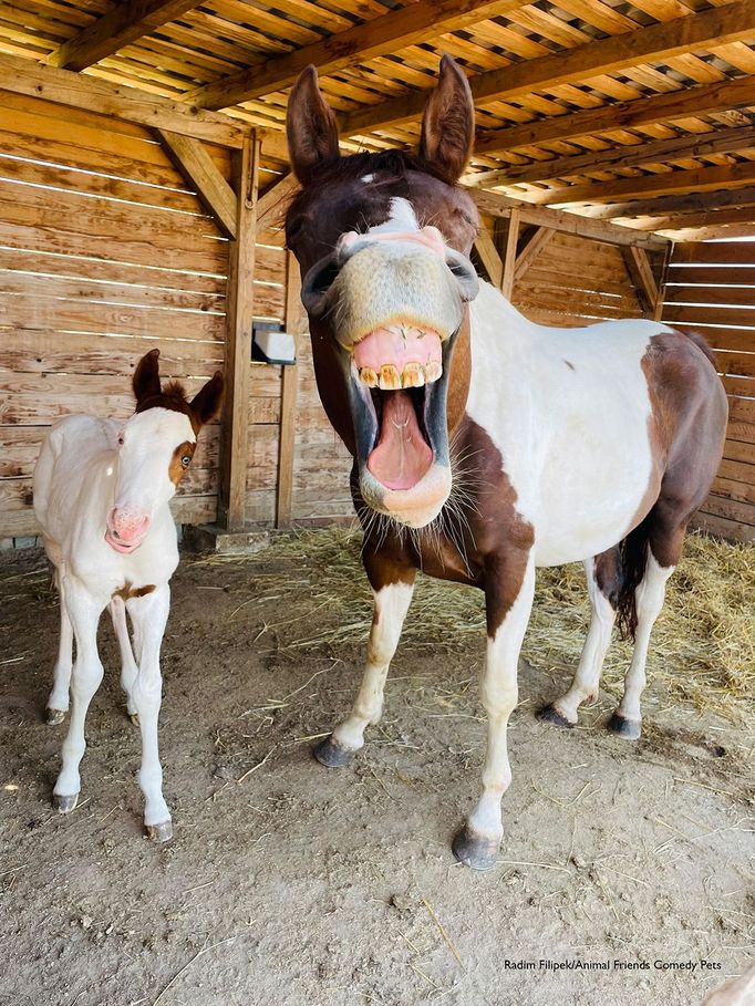 Vítězné snímky ze soutěže Comedy Pet Photo Awards 2022 / veselé fotky domácích mazlíčků