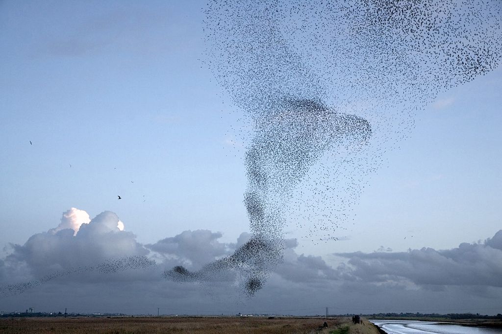 Fotogalerie: Když na obloze kouzlí hejna špačků