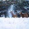 Finalisté soutěže Nikon Comedy Wildlife Awards 2024