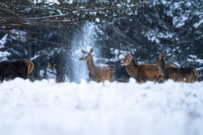 Finalisté soutěže Nikon Comedy Wildlife Awards 2024