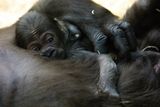 Moja je prvním narozeným gorilím mládětem v České republice.