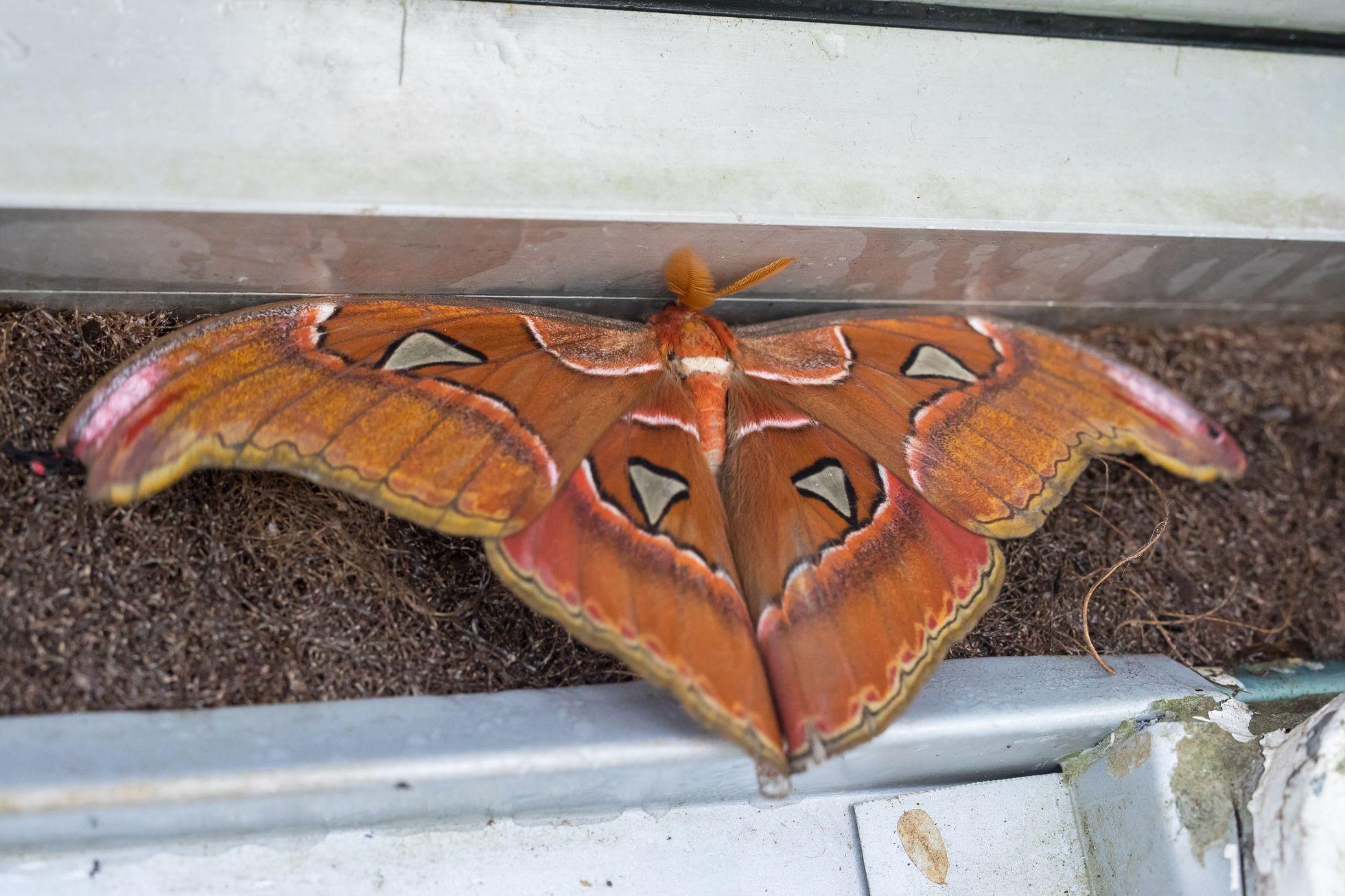 Botanická zahrada zahájila výstavu Motýli, skleník Fata Morgana