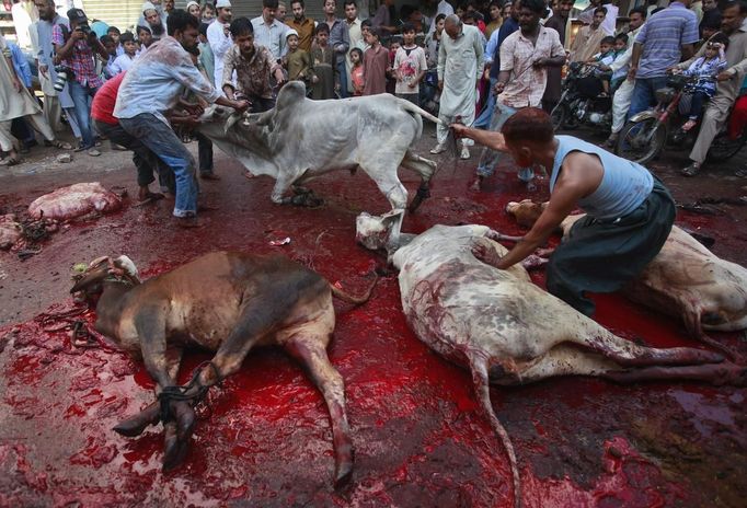 Men hold a cow for slaughtering during Eid al-Adha festival in Karachi October 27, 2012. Muslims around the world celebrate Eid-al-Adha, marking the end of the haj, by slaughtering sheep, goats, cows and camels to commemorate Prophet Abraham's willingness to sacrifice his son Ismail on God's command. REUTERS/Athar Hussain (PAKISTAN - Tags: RELIGION ANIMALS SOCIETY TPX IMAGES OF THE DAY) Published: Říj. 27, 2012, 2:10 odp.