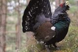 Šumava je jediným územím Česka, kde stále přežívá tetřev hlušec. Na začátku kůrovcové kalamity panovaly obavy o jeho přežití, jím obývané horské smrčiny se ale s jejími důsledky vypořádávají dobře. Jeho počty tak rostou.