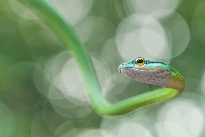 Czech Nature Photo 2020 - vítězné snímky