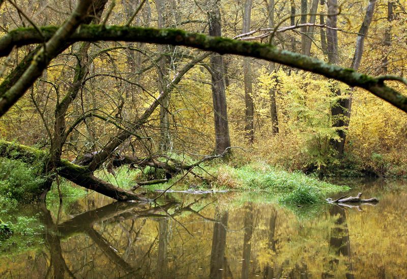 Lužní lesy na soutoku Moravy a Dyje