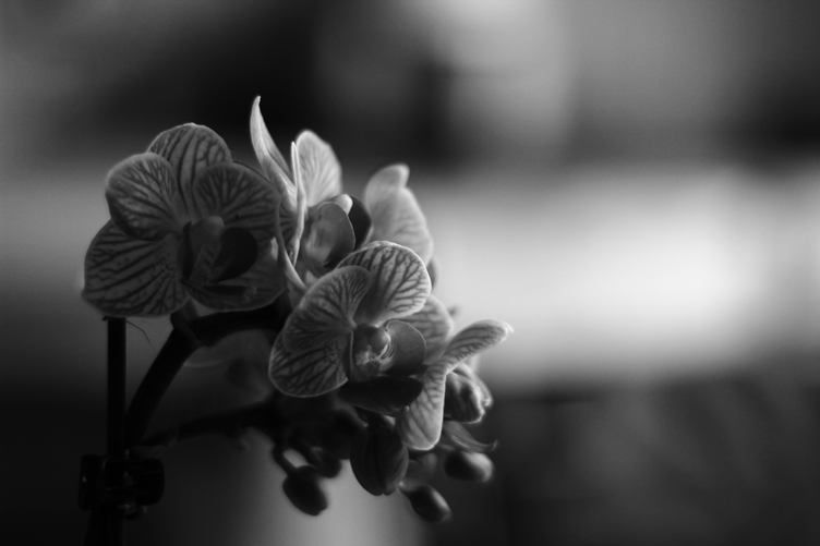 Week of Life - Jan Vrba - 11. 6. 12 - 2