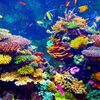 Living Coral Biobank