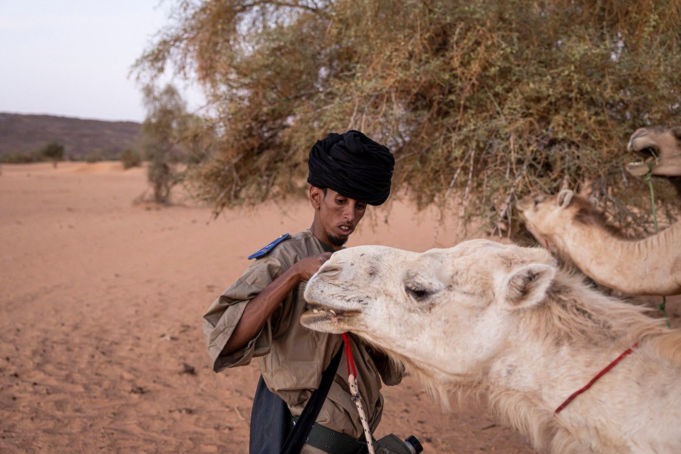 Mauritánie velbloudí hlídky