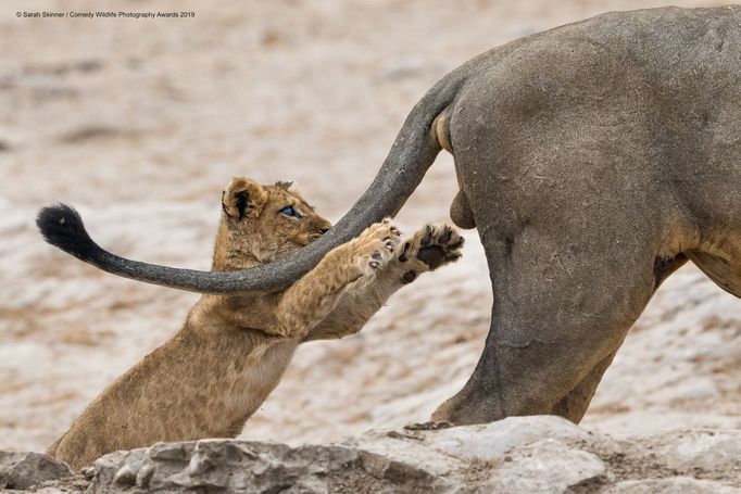 Finalisté soutěže Comedy Wildlife Photography Awards 2019