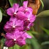Orchideje v botanické zahradě