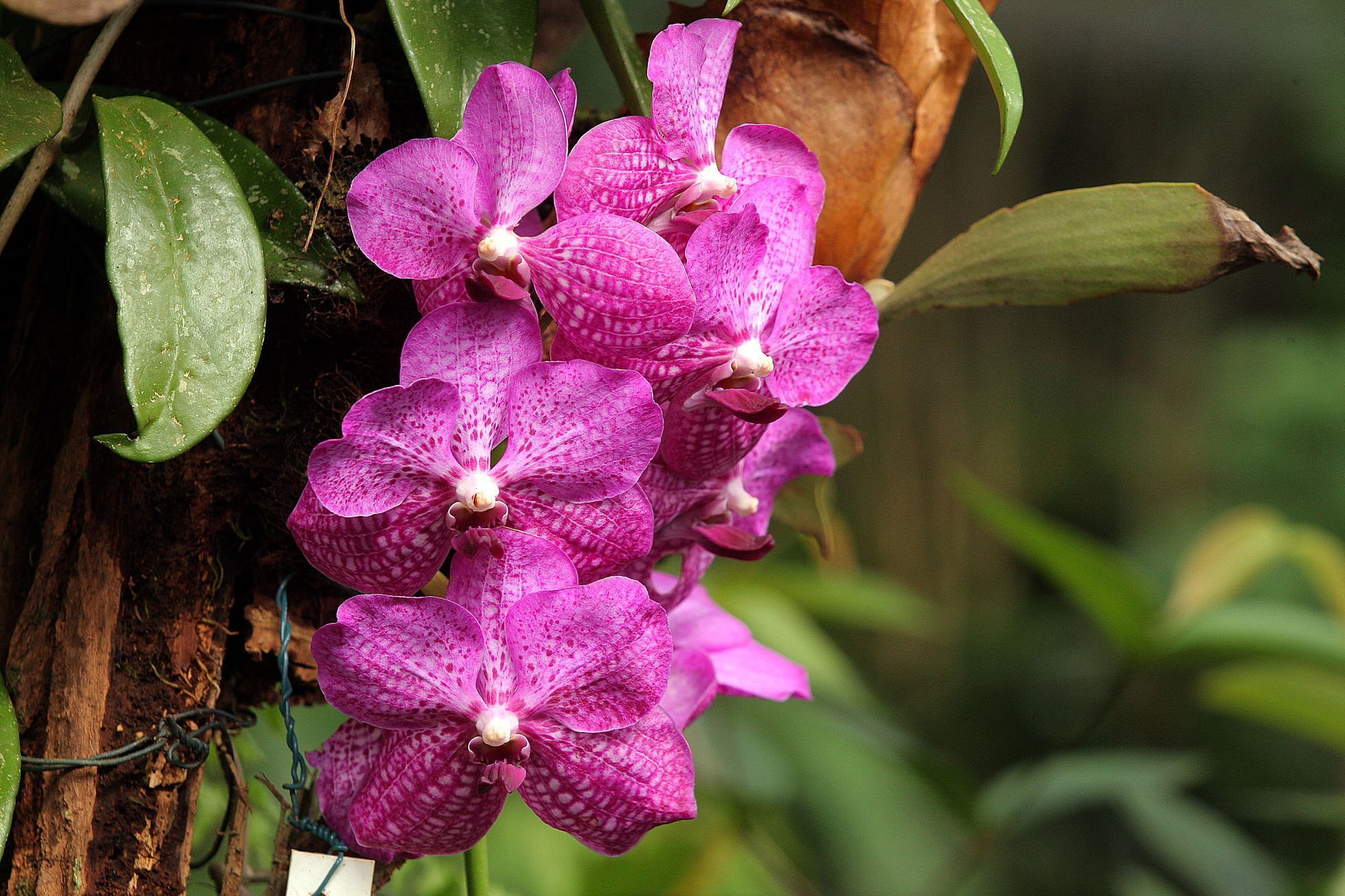 Orchideje v botanické zahradě