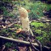 NEPOUŽÍVAT !!! Fotosoutěž houby 2017
