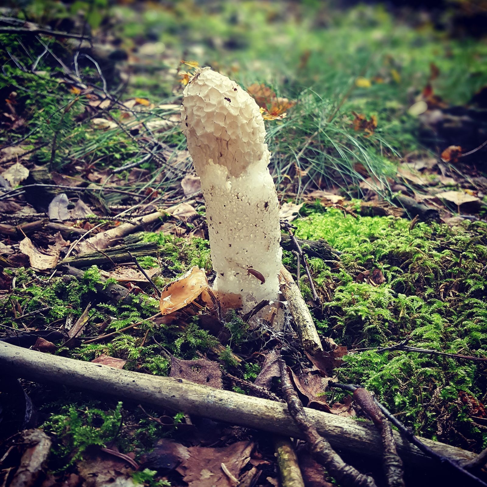 NEPOUŽÍVAT !!! Fotosoutěž houby 2017