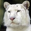 Bílý tygr z liberecké zoo.