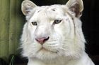 Poslední z trojčat bílých tygrů opustilo libereckou zoo