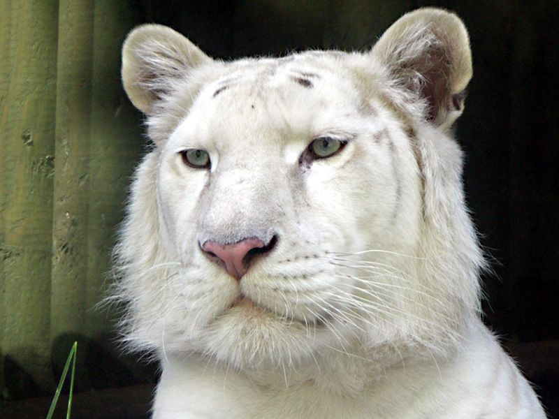 Bílý tygr z liberecké zoo.