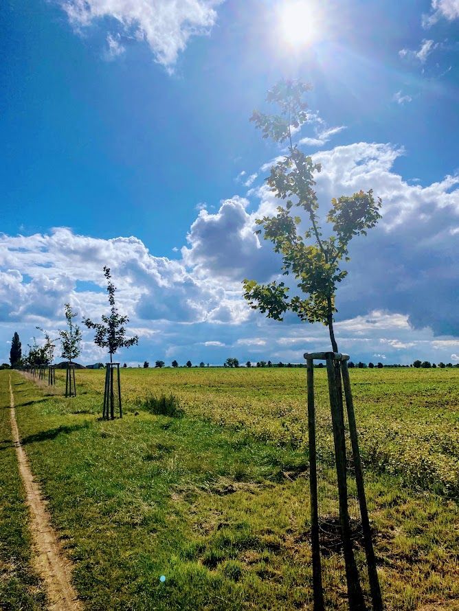 Soutěžní snímky Alej roku 2022