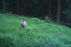 Fotopast v Krkonoších zachytila mládě vlka. Objevil se v horách po 150 letech
