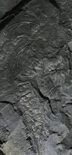 Zkamenělina pravěkého hmyzu, kterou vědci zkoumali.