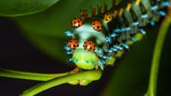 Housenky martináče cercopijského (Hyalophora cecropia) bývají nejčastěji k vidění v korunách javorů, višní a bříz.