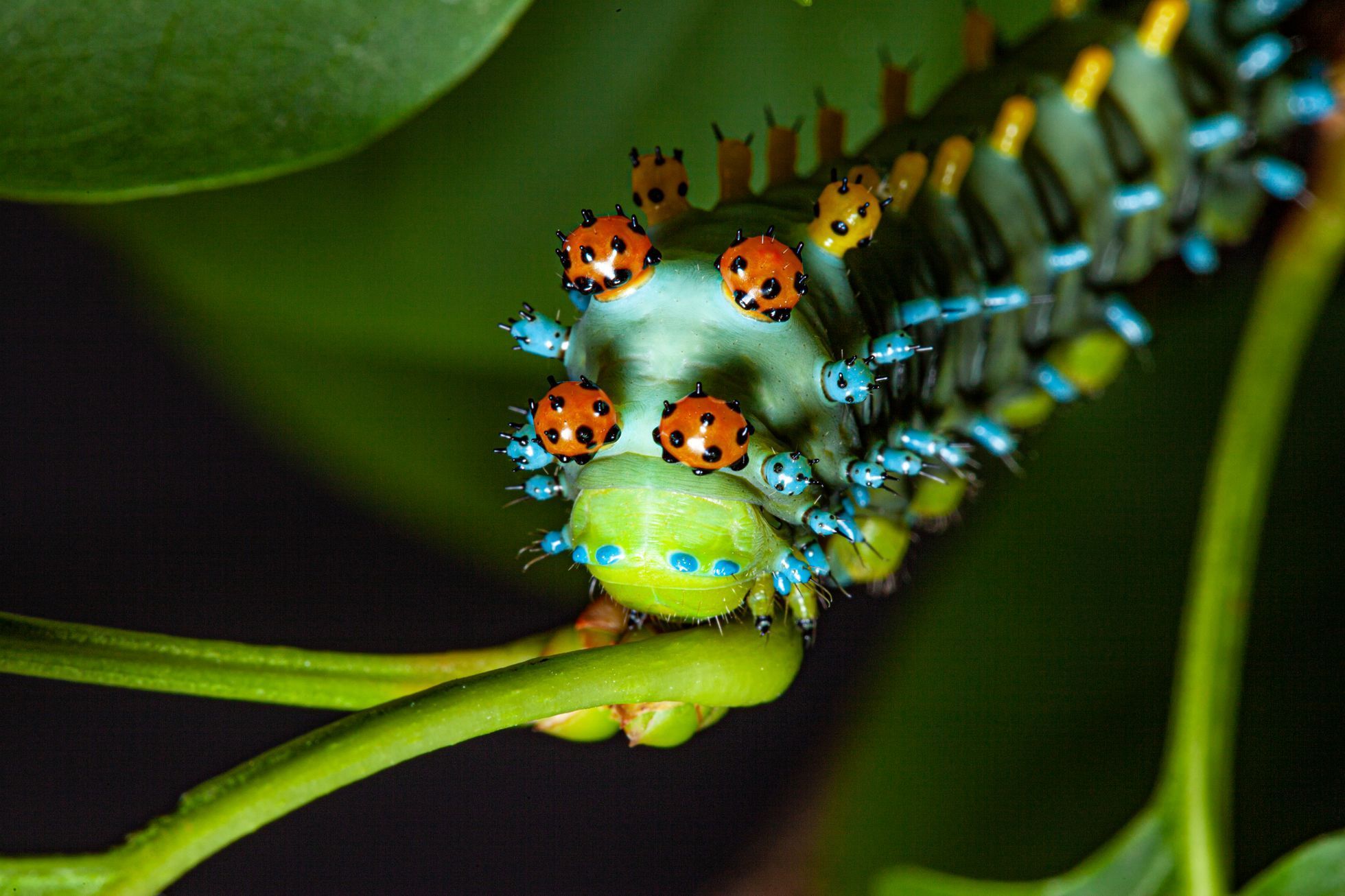 Jednorázové užití / Fotogalerie / Neuvěřitelná podívaná. Toto jsou fascinující hmyzáci jako z jiného vesmíru