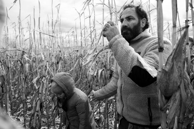 Džalal Altawil jako Bašír.