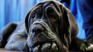 Neapolský mastin (mastiff) Romeo odpočívá během soutěže.