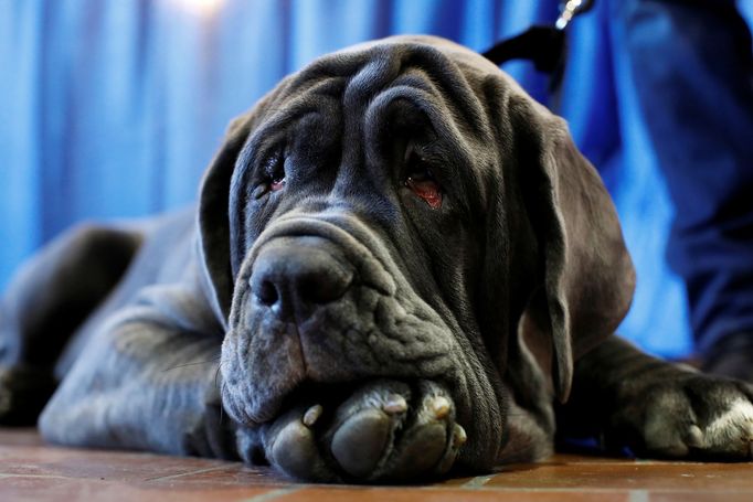 Fotografie z akce Westminster Kennel Club Dog Show, která se konala 11. 2. 2019 v New Yorku v USA.