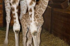 Dvorská zoo se rozrostla o mládě žirafy Rothschildovy
