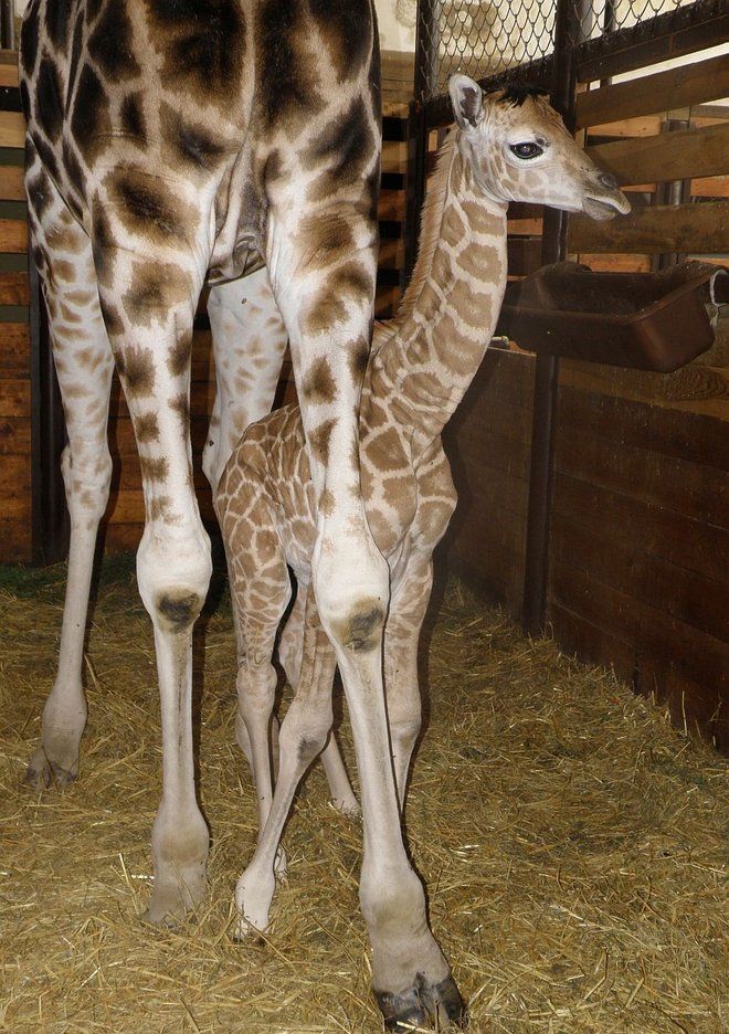 Mládě žirafy Rotschildovy narozené ve Dvoře Králové