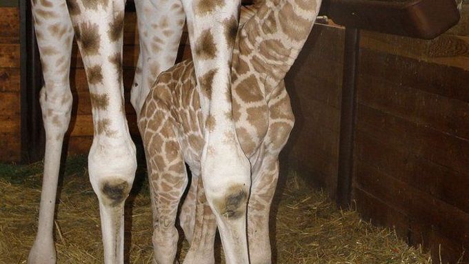 Jde o 148. mládě vzácného druhu žirafy, které se ve dvorské zoo narodilo.